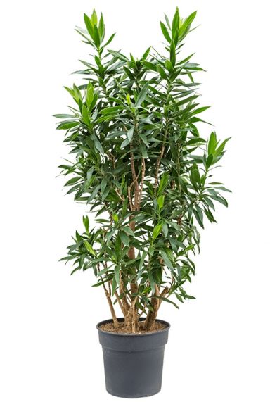 Dracaena reflexa kamerplant 1 9