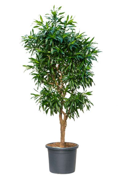 Dracaena reflexa song of jamaica 2