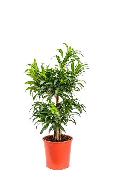 Dracaena reflexa song of jamaica 3