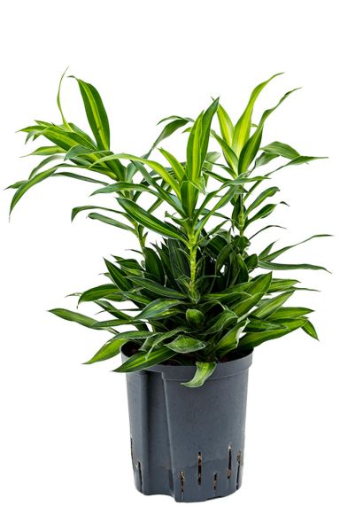 Dracaena reflexa song of jamaica hydro