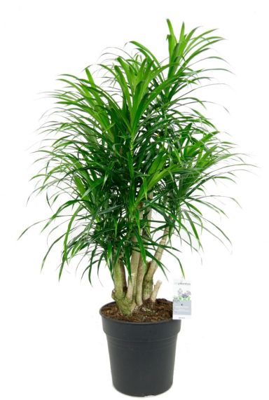 Dracaena relfexa anita kamerplant