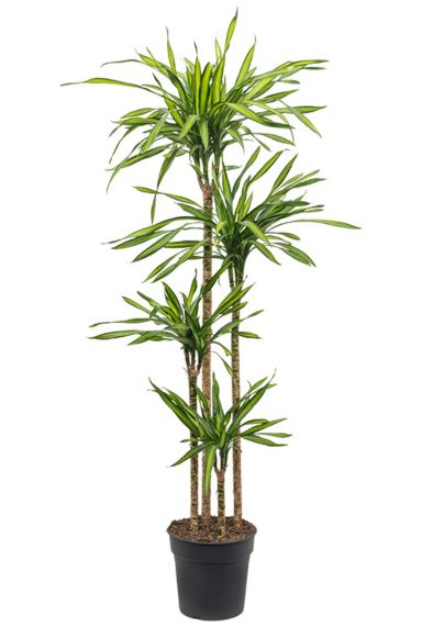 Dracaena riki 4 stammen 1
