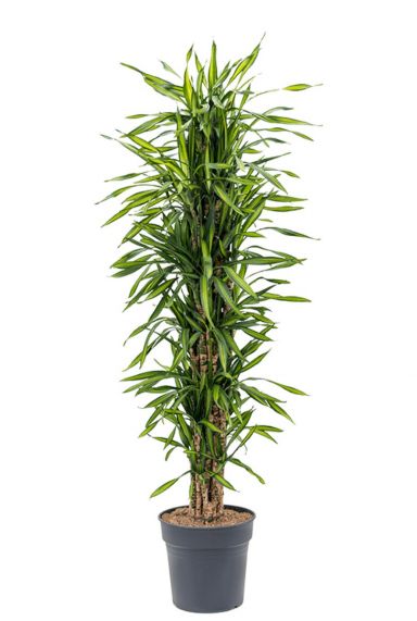 Dracaena riki plant 1