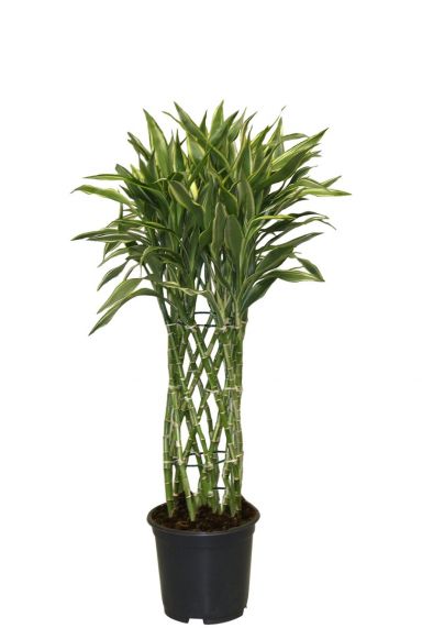 Dracaena sandriana white kamerplant