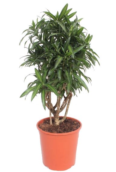 Dracaena song of jamaica 3