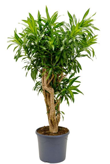 Dracaena song of jamaica drakenbloedboom