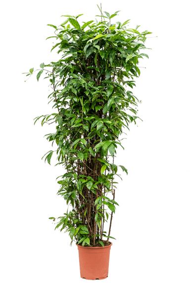 Dracaena surculosa