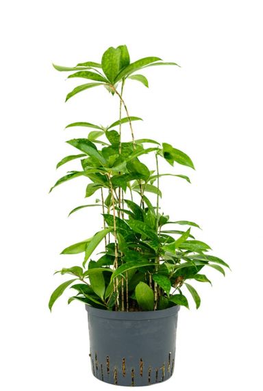 Dracaena surculosa hydrocultuur 1