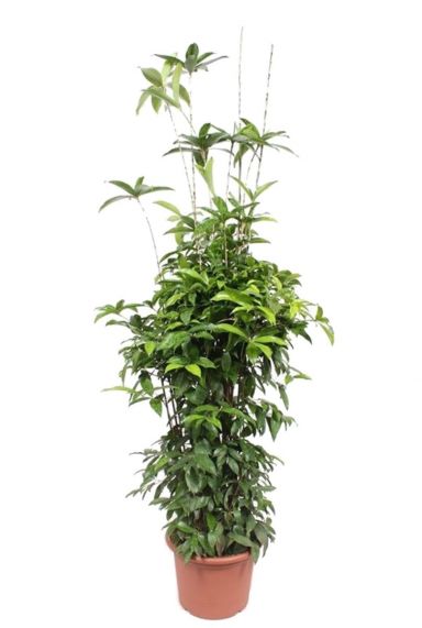 Dracaena surculosa kamerplant 3