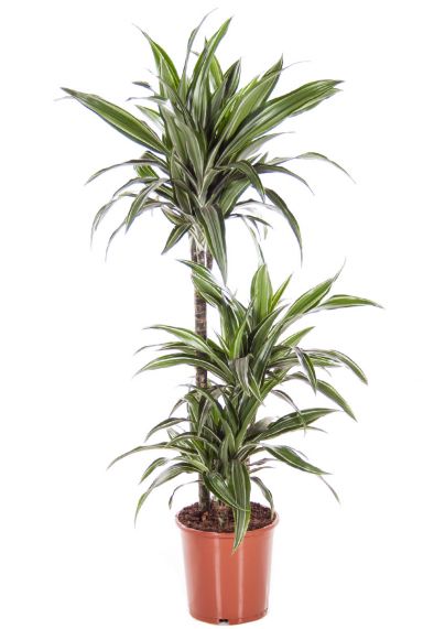 Dracaena ulises 1