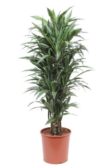 Dracaena Warneckei