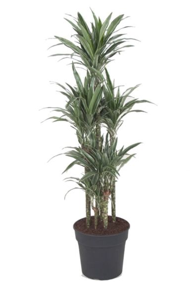 Dracaena warneckei grote kamerplant 1