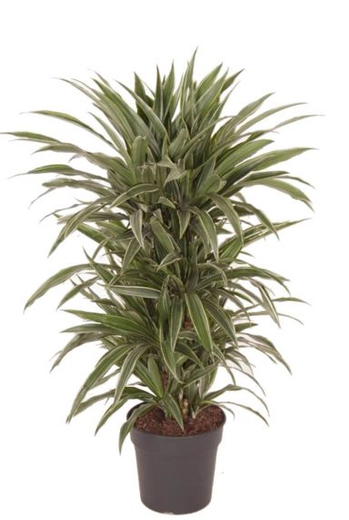 Dracaena warneckei kamerplant 3