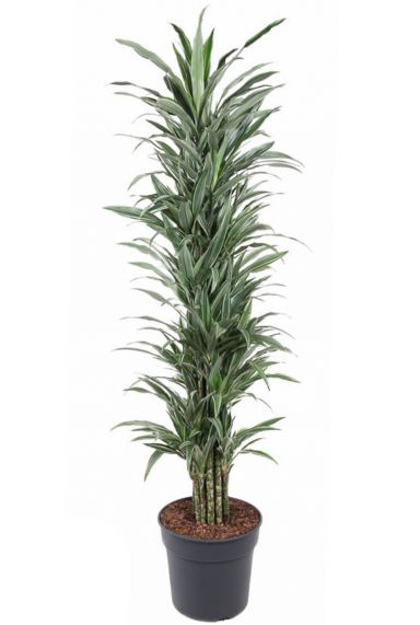 Dracaena warneckei vertakt