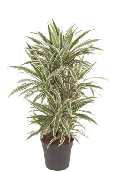 Dracaena white stripe