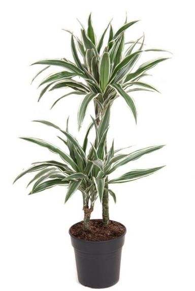 Dracaena white stripe kamerplant