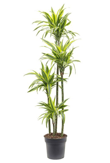 Dracena-lemon-lime-27150