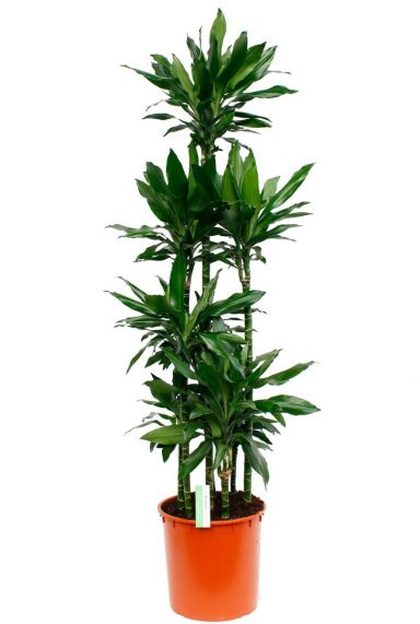 Grote Dracaena Janet Lind kamerplant kopen