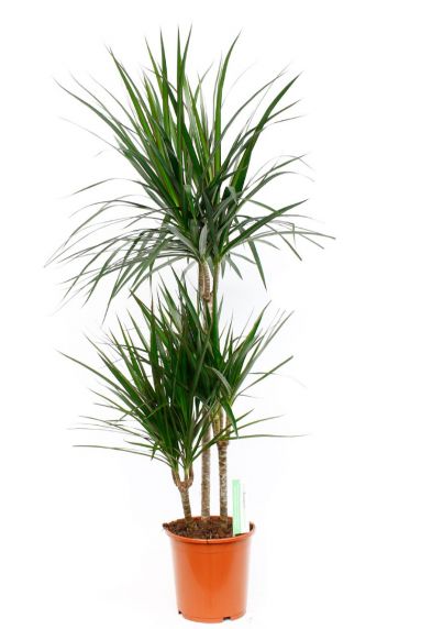 Kamerplant Dracaena Marginata