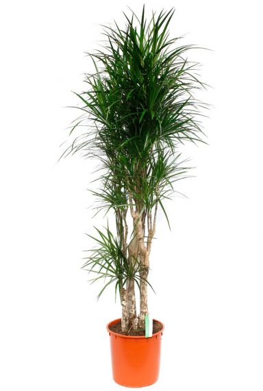 Grote Dracaena Marginata kopen bij 123planten