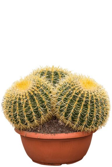 Echinocactus cactus