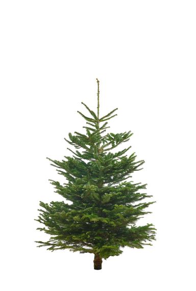 Echte-kerstboom-nordmann-kopen-online-100cm