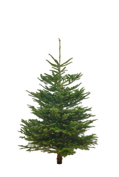 Echte-kerstboom-nordmann-kopen-online-125cm