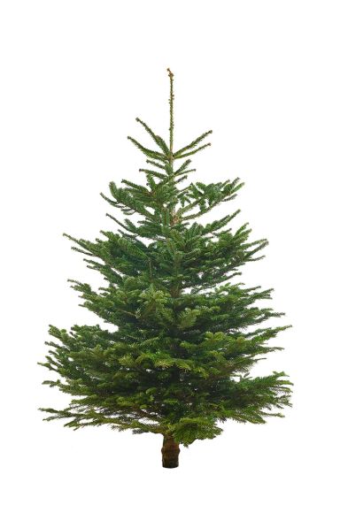 Echte-kerstboom-nordmann-kopen-online-150cm