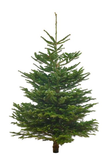 Echte-kerstboom-nordmann-kopen-online-175cm