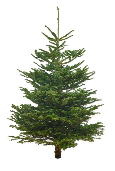 Echte-kerstboom-nordmann-kopen-online-200cm
