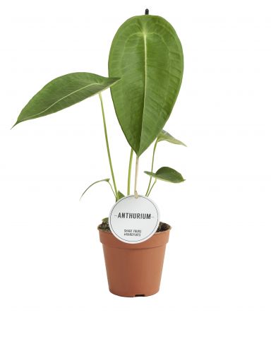 Hoya Krohniana Silver blad