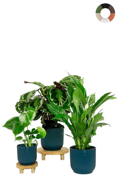 Elho potten en planten 2