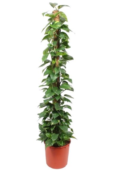 Epipremnum aureum plant