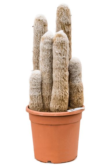 Espostoa melanostele cactus