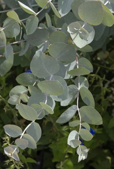 Eucalyptus gunnii azura tuinplant p15
