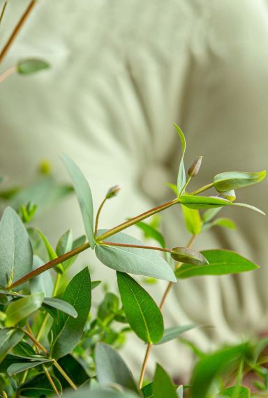 Eucalyptus parvifolia oliva gartenpflanze