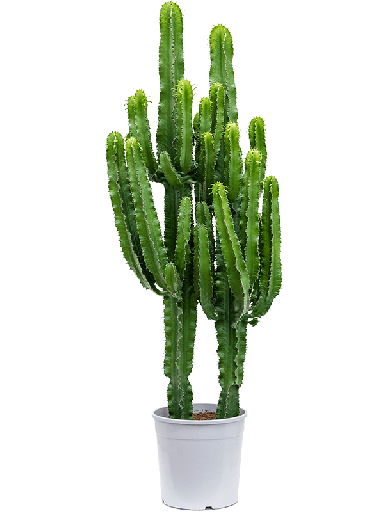 Euphorbia erytrea