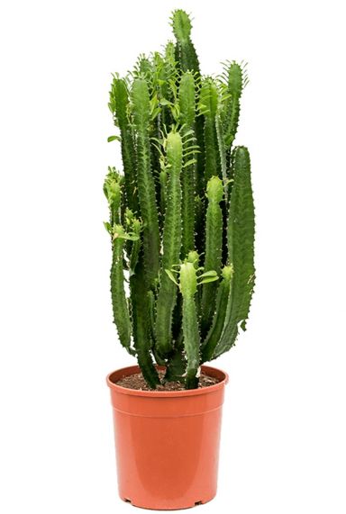 Euphorbia acruensis cactus