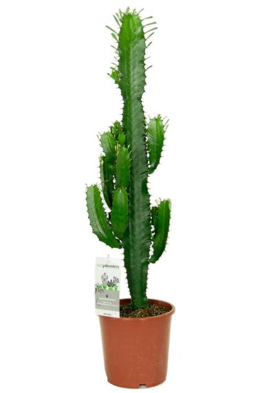 Euphorbia acruensis cactus 