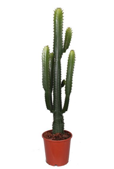 Euphorbia acrurensis cactus