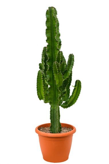 Euphorbia erytrea cactus 2