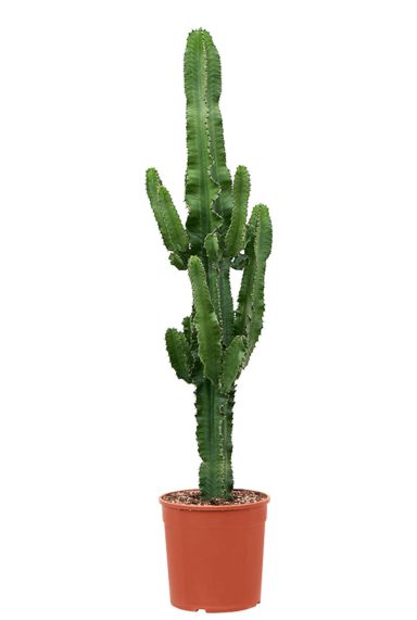 Euphorbia erytrea cactus 3