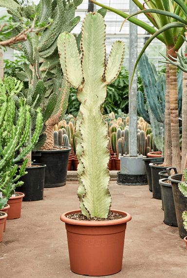 Euphorbia ingens marmorata 1