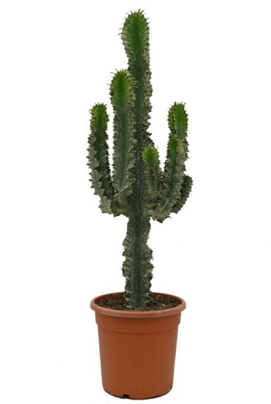 Euphorbia ingens marmorata cactus 1