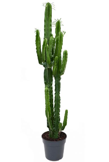 Euphorbia pot27
