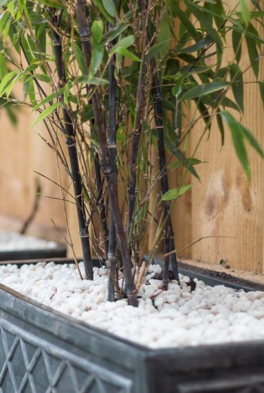 Fargesia nitida black pearl tuinplant p22