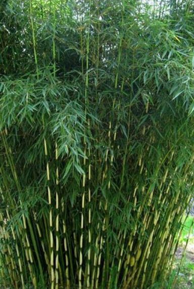 Fargesia robusta campbell tuinplant p28