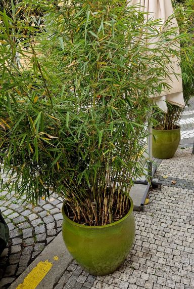 Fargesia rufa bamboo tuinplant