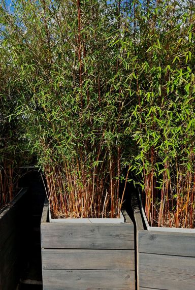Fargesia rufa tuinplant p28