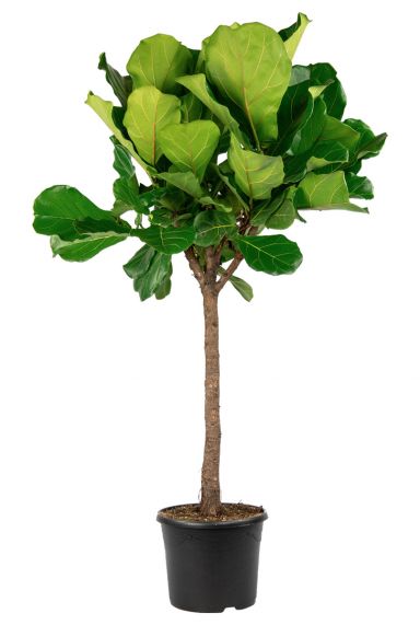 Ficus-lyrata-tabaksplant-groot